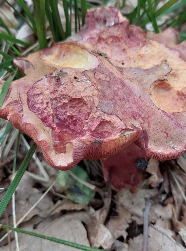 HŘIB RUBÍNOVÝ (Rubinoboletus rubinus) velmi vzácný, zapsán v Červeném seznamu hub (makromycetů) v kategorii EN – ohrožený druh, FOTO: Marta Knauerová, 2022