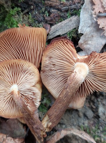 OPEŇKA MĚNLIVÁ (Kuehneromyces mutabilis) FOTO: Marta Knauerová, 2022