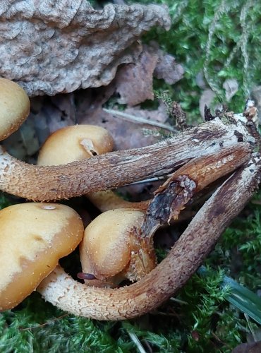 OPEŇKA MĚNLIVÁ (Kuehneromyces mutabilis) FOTO: Marta Knauerová, 2022