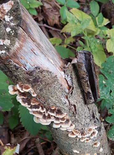 OUTKOVKA PESTRÁ (Trametes versicolor) FOTO: Marta Knauerová, 2022

