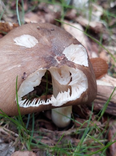 PENÍZOVKA ŠIROKOLUPENNÁ (Megacollybia platyphylla) FOTO: Marta Knauerová, 2022