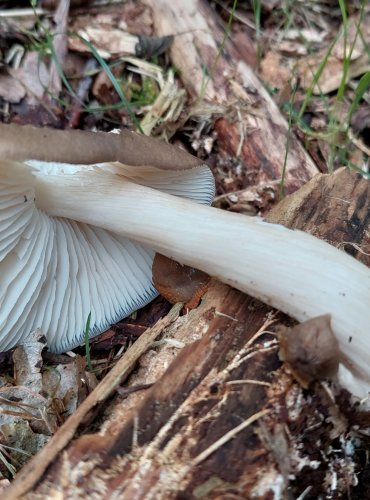 PENÍZOVKA ŠIROKOLUPENNÁ (Megacollybia platyphylla) FOTO: Marta Knauerová, 2022