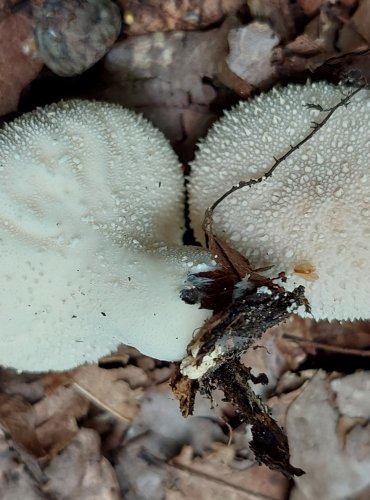 PÝCHAVKA OBECNÁ (Lycoperdon perlatum) FOTO: Marta Knauerová, 2022