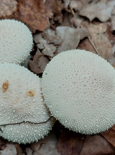 PÝCHAVKA OBECNÁ (Lycoperdon perlatum) FOTO: Marta Knauerová, 2022