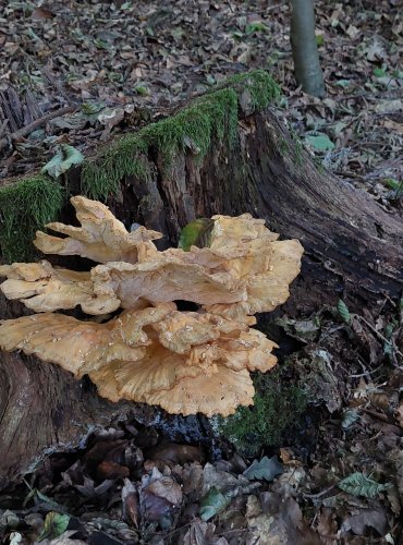 SÍROVEC ŽLUTOORANŽOVÝ (Laetiporus sulphureus) FOTO: Marta Knauerová, 2022