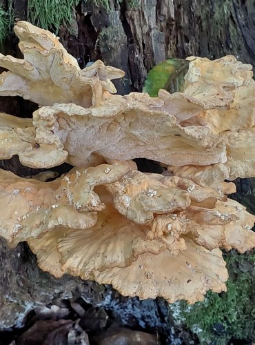 SÍROVEC ŽLUTOORANŽOVÝ (Laetiporus sulphureus) FOTO: Marta Knauerová, 2022