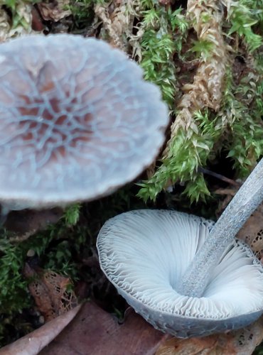 ŠTÍTOVKA THOMSONOVA (Pluteus thomsonii) FOTO: Marta Knauerová, 2022