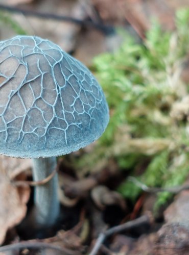 ŠTÍTOVKA THOMSONOVA (Pluteus thomsonii) FOTO: Marta Knauerová, 2022