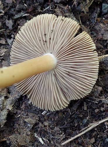 VLÁKNICE bez bližšího určení (Inocybe sp.) FOTO: Marta Knauerová, 2022