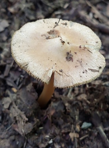 VLÁKNICE bez bližšího určení (Inocybe sp.) FOTO: Marta Knauerová, 2022