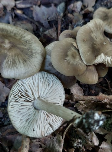 ZÁVOJENKA bez bližšího určení (Entoloma sp.) FOTO: Marta Knauerová, 2022