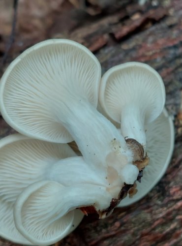 HLÍVA PLICNÍ (Pleurotus pulmonarius) FOTO: Marta Knauerová, 2022