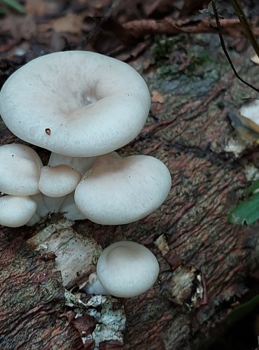 HLÍVA PLICNÍ (Pleurotus pulmonarius) FOTO: Marta Knauerová, 2022