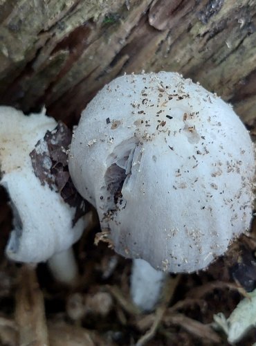 HNOJNÍK TRVANLIVÝ, HNOJNÍK DUTINOVÝ (Coprinus spelaiophilus = Coprinopsis spelaiophila) vzácný druh, o němž jsou nedostatečné údaje z hlediska jeho ohrožení, FOTO: Marta Knauerová, 2022