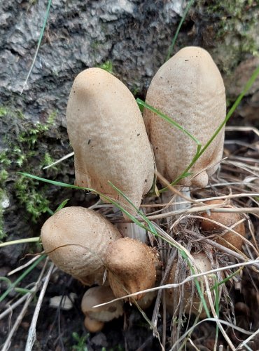 HNOJNÍK bez bližšího určení (Coprinus sp.) FOTO: Marta Knauerová, 2022