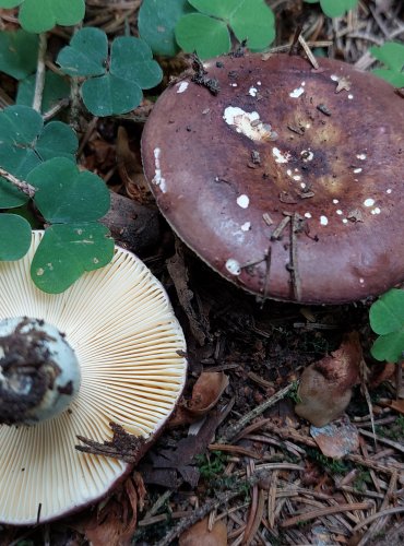 HOLUBINKA CELOKRAJNÁ (Russula integra) FOTO: Marta Knauerová, 2022