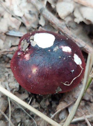 HOLUBINKA ČERNONACHOVÁ (Russula atropurpurea) FOTO: Marta Knauerová, 2022