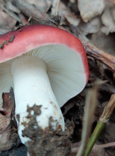 HOLUBINKA ČERNONACHOVÁ (Russula atropurpurea) FOTO: Marta Knauerová, 2022