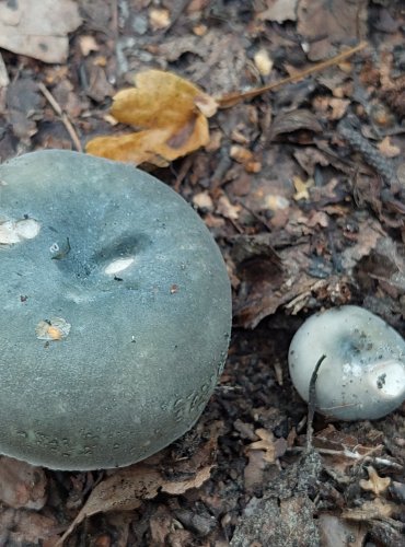 HOLUBINKA PODMRAČNÁ (Russula parazurea) FOTO: Marta Knauerová, 2022