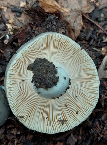 HOLUBINKA PODMRAČNÁ (Russula parazurea) FOTO: Marta Knauerová, 2022