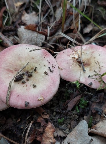 HOLUBINKA ŠTÍHLÁ (Russula gracillima) FOTO: Marta Knauerová, 2022

