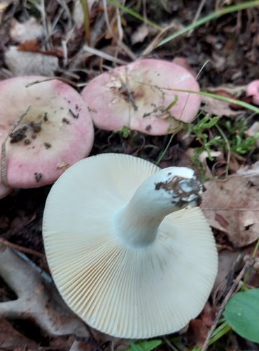 HOLUBINKA ŠTÍHLÁ (Russula gracillima) FOTO: Marta Knauerová, 2022

