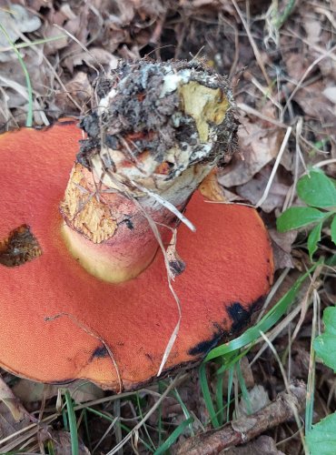 HŘIB KOVÁŘ (Neoboletus luridiformis) FOTO: Marta Knauerová, 6/2023