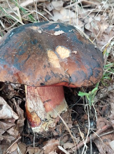 HŘIB KOVÁŘ (Neoboletus luridiformis) FOTO: Marta Knauerová, 6/2023