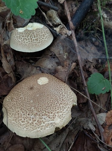 HŘIB UŤATOVÝTRUSÝ (Xerocomellus porosporus) FOTO: Marta Knauerová, 2022