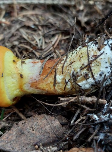 KLOUZEK SLIČNÝ (Suillus grevillei) FOTO: Marta Knauerová, 2022

