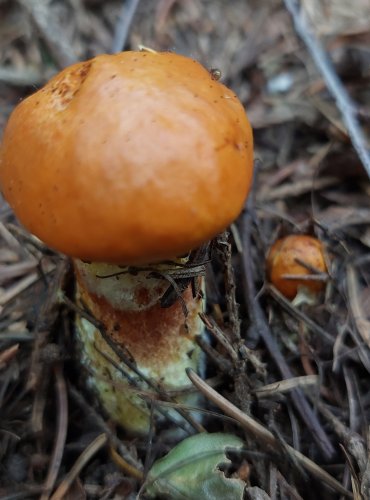 KLOUZEK SLIČNÝ (Suillus grevillei) FOTO: Marta Knauerová, 2022

