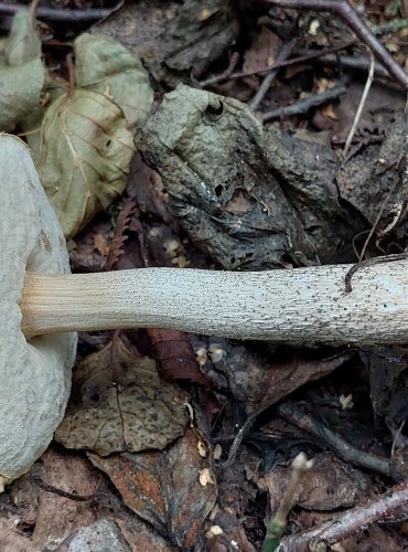 KOZÁK BŘEZOVÝ (Leccinum scabrum) FOTO: Marta Knauerová, 2022