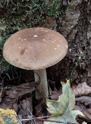 KOZÁK BŘEZOVÝ (Leccinum scabrum) FOTO: Marta Knauerová, 2022