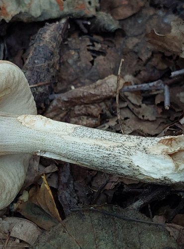 KOZÁK BŘEZOVÝ (Leccinum scabrum) FOTO: Marta Knauerová, 2022