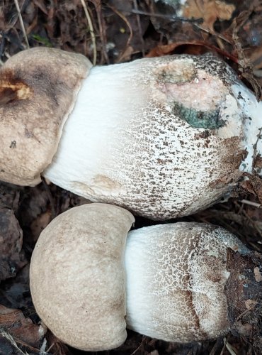 KOZÁK TOPOLOVÝ (Leccinum duriusculum) FOTO: Marta Knauerová, 2022