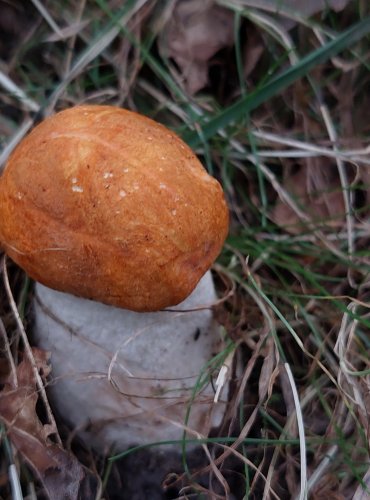 KŘEMENÁČ OSIKOVÝ (Leccinum rufum) FOTO: Marta Knauerová, 2022