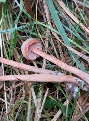 LAKOVKA OBECNÁ (Laccaria laccata) FOTO: Marta Knauerová, 2022