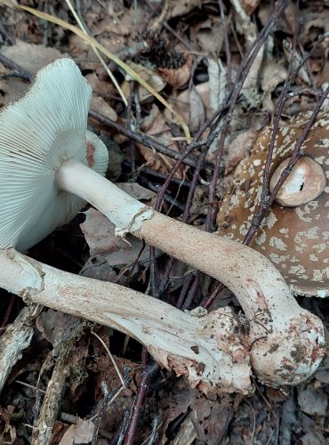 MUCHOMŮRKA RŮŽOVKA (Amanita rubescens) FOTO: Marta Knauerová, 2022