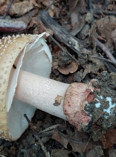 MUCHOMŮRKA RŮŽOVKA (Amanita rubescens) FOTO: Marta Knauerová, 2022