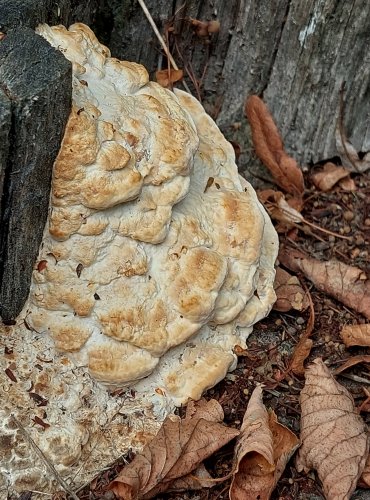 OUTKOVKA HRBATÁ (Trametes gibbosa) FOTO: Marta Knauerová, 2022 