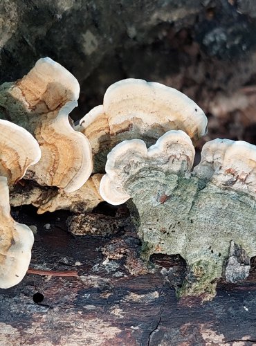 PEVNÍK PLSTNATÝ (Stereum subtomentosum) FOTO: Marta Knauerová, 2022