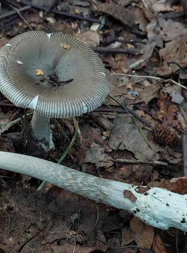 POŠVATKA bez bližšího určení (Amanita sp.) patří mezi bezprstenné muchomůrky, FOTO: Marta Knauerová, 2022