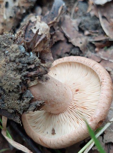 RYZEC DUBOVÝ (Lactarius quietus) FOTO: Marta Knauerová, 2022