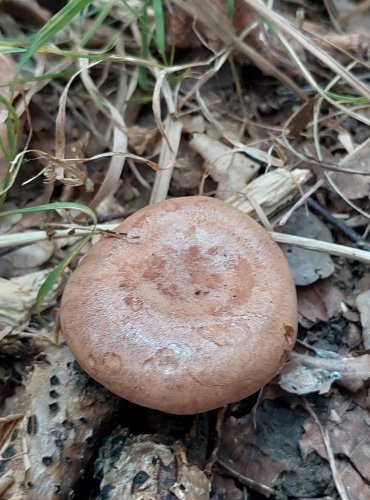 RYZEC DUBOVÝ (Lactarius quietus) FOTO: Marta Knauerová, 2022