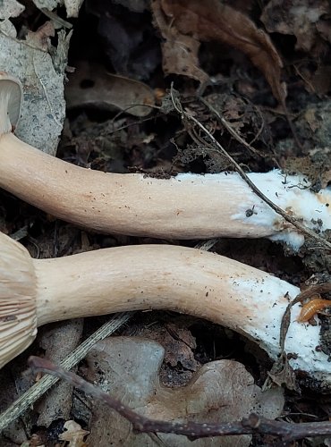 RYZEC NASLÁDLÝ (Lactarius subdulcis) FOTO: Marta Knauerová, 2022