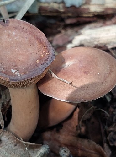 RYZEC NASLÁDLÝ (Lactarius subdulcis) FOTO: Marta Knauerová, 2022