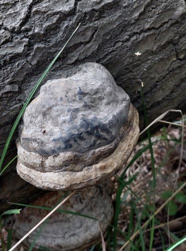 TROUDNATEC KOPYTOVITÝ (Fomes fomentarius) FOTO: Marta Knauerová

