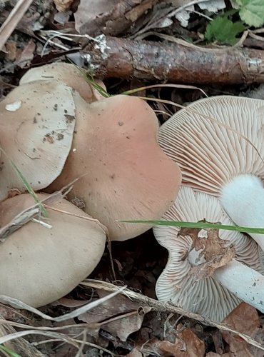 ZÁVOJENKA HNĚDOŠEDAVÁ (Entoloma lividoalbum) FOTO: Marta Knauerová, 2022