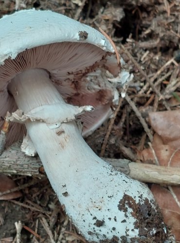 ŽAMPION ŠUPINKATÝ (Agaricus squamulifer) FOTO: Marta Knauerová, 2022

