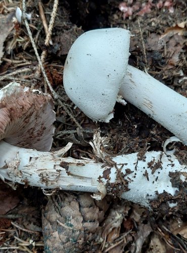 ŽAMPION ŠUPINKATÝ (Agaricus squamulifer) FOTO: Marta Knauerová, 2022

